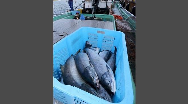 집단 폐사한 연어. 홋카이도신문