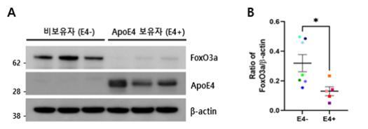 ApoE4 유전형 보유자의 뇌에서 FoxO3a 단백질이 크게 감소했다. [그림=질병관리청]