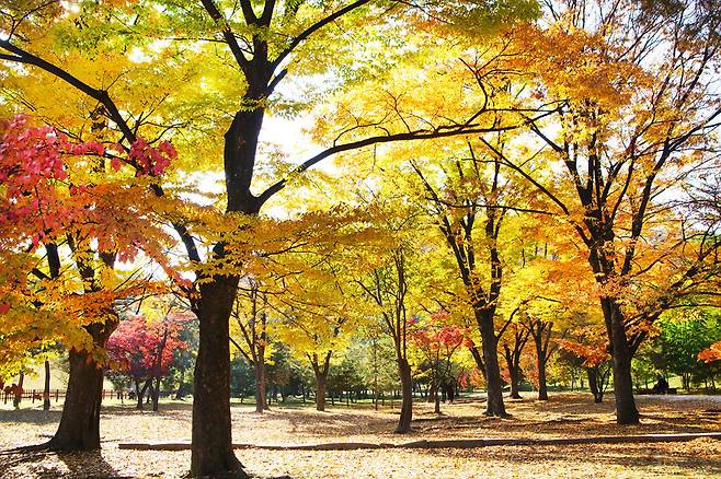 서울 의릉 느티나무 숲