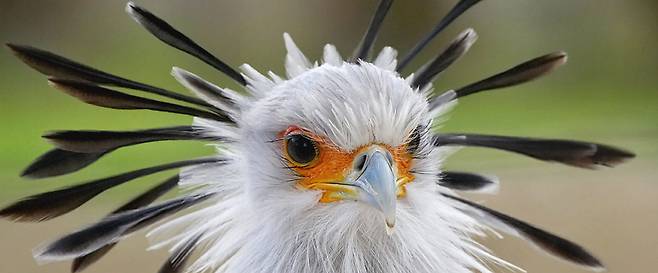 머리뒤에 꽂은 특이한 깃털 때문에 비서새(Secretary Bird)라는 이름이 붙은 뱀잡이수리. /샌디에이고동물원 홈페이지