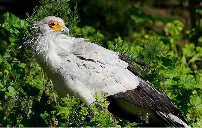 대부분 육상생활을 하는 뱀잡이수리가 나무위에 앉아서 쉬고 있다. /샌디에이고 동물원 홈페이지