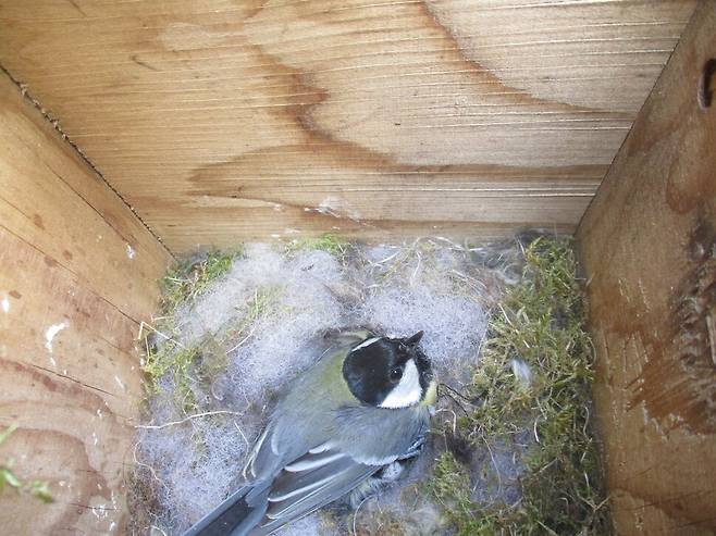 인공 박새 둥지에서 알을 품는 어미 박새. 와이덤 숲에는 이런 둥지가 964개 설치돼 박새의 번식을 장기 연구한다. 위키미디어 코먼스 제공