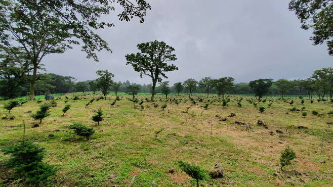 제주도 한라산의 구상나무 숲을 보존하기 위해 조성한 ‘구상나모 보존원’. 산림과학원 제공