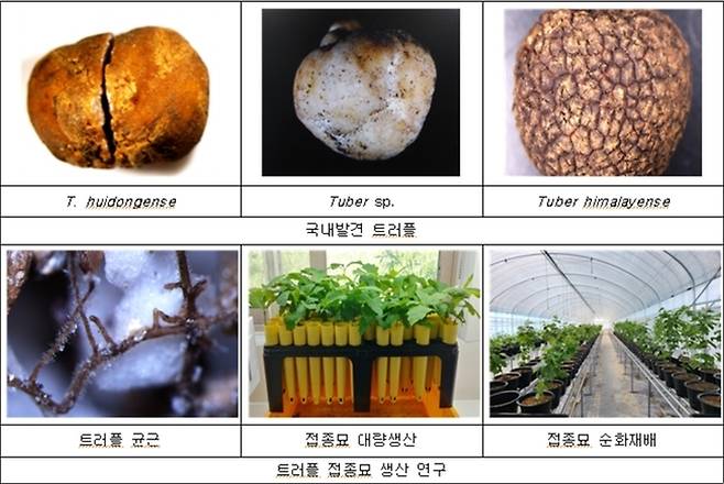 전남산림자원연구소가 국내 최초로 트러플(서양송로버섯) 인공재배를 진행하고 있는 접종묘 모습. 전남산림자원연구소 제공