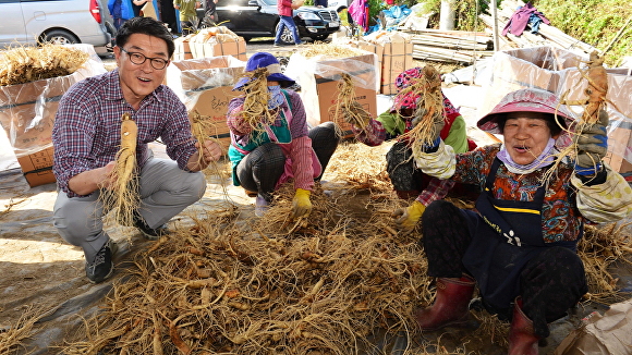 지난해 장욱현(왼쪽) 영주시장과 농민들이 축제기간 중 인삼 채굴에 나서고 있다. [사진=영주시]