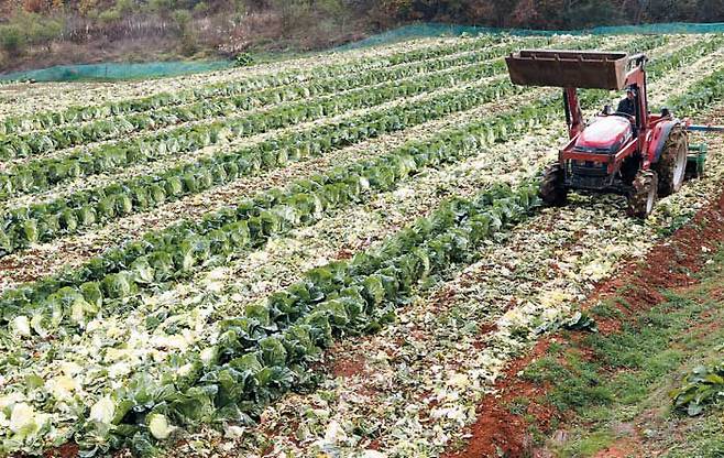 지난 2017년 말 배추 가격이 폭락하자 충남 홍성군의 한 배추밭에서 농민이 수확을 앞둔 배추를 트랙터로 갈아엎고 있다. 현재 상태가 앞으로도 계속될 것으로 가정하는 ‘정태적 기대’ 때문에 농산물 가격은 주기적으로 급등락을 반복한다. 조선일보DB