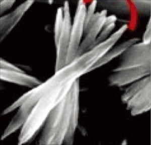 아미노산과 황화구리를 결합해 스스로 만들어지는 ‘나노 꽃’ 전자현미경 사진.  /KAIST 제공