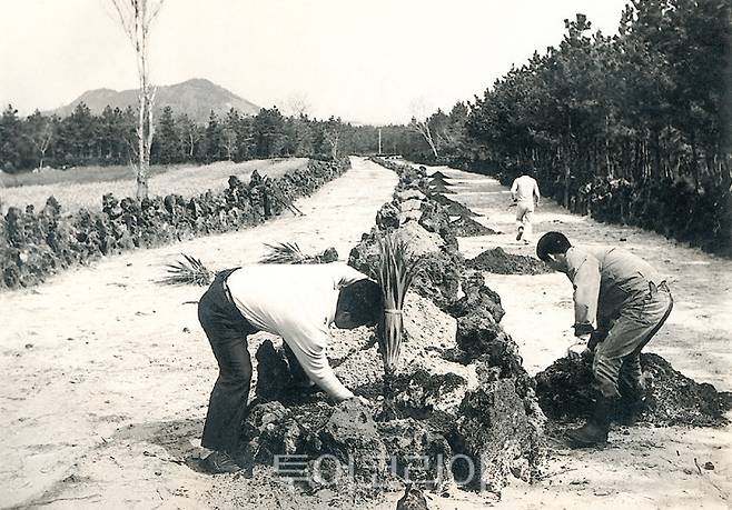 한림공원개발당시 야자수길에 야자나무 묘목 옮겨심는 모습.사진=한림공원