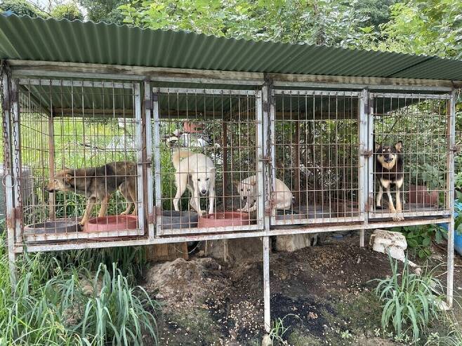 동물단체 라이프와 HSI가 8월 31일 전남 진도군 한 식용견 농장을 폐쇄하고 이곳에서 기르던 개 65마리를 구조했다. 라이프, HSI 제공