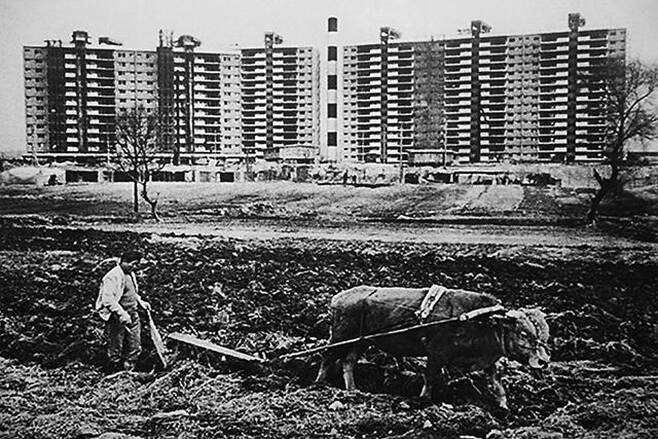 1978년 압구정 현대아파트 앞에서 농부가 소로 밭갈이를 하는 모습. 농부가 밭을 갈던 곳은 현재 압구정초등학교가 자리하고 있다. /강남구청 아카이브강남