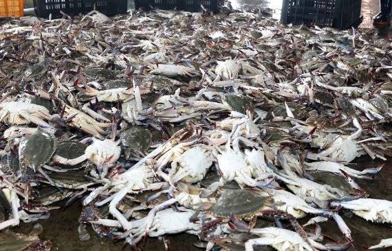 2개월 간의 꽃게 금어기가 끝나고 조업이 시작된 지난 8월 인천시 남동구 소래포구 수협공판장에서 상인과 관계자들이 서해안에서 잡아 올린 꽃게를 소비자들에게 팔기 위해 정리하고 있다. /사진=뉴시스