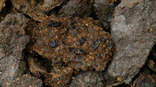 콩, 기장, 보리가 선명하게 보이는 2700년 전 할슈타트 소금광산 광부의 배설물 화석. AFP 연합뉴스