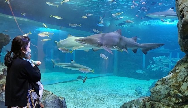경기 수원 `아쿠아플라넷 광교`의 대형 메인 수조. 각종 상어류를 가까이서 볼 수 있다. /사진=송경은 기자