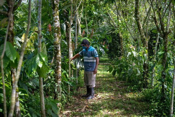 영국 윌리엄 왕세손이 설립한 국제 환경상 '어스샷 상'의 올해 수상자로 코스타리카 정부가 지목됐다. 코스타리카는 1990년대 무분별한 벌채로 국토 전체의 산림이 절반으로 줄었지만, 적극적인 산림 녹화 산업으로 소실된 수풀 대부분을 회복했다. [어스샷 제공]