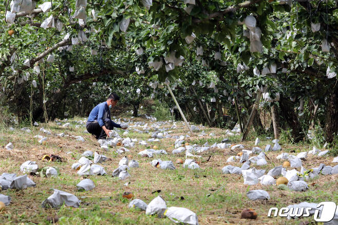 세종시 연서면의 배 과수농장에서 농민이 태풍에 떨어진 배를 바라보고 있다. 2020.9.3/뉴스1 © News1 장수영 기자