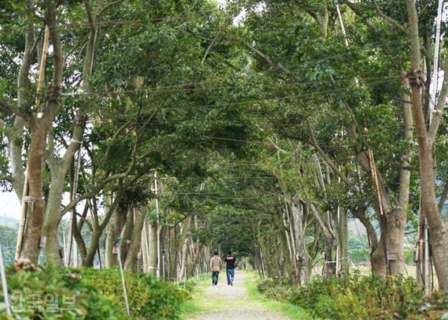 신안 도초도 '환상의 정원' 팽나무 10리 길. 타지에서 애물단지 취급받던 700여 그루 팽나무를 이식해 조성한 숲길이다.