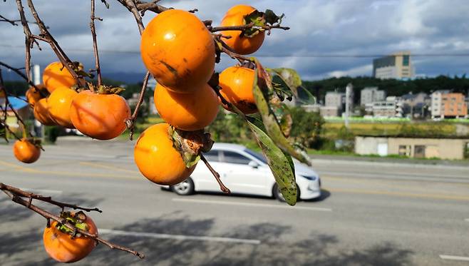 수도권에 자리를 잡은 강릉 소녀들에게도 고향은 숨통 트이는 곳이다. 하지만 ‘고향에 내려가 살 수 있냐’는 질문에는 대부분 고개를 저었다. 사진은 10월 강원도 강릉시 내곡동 도로변의 모습. 연합뉴스