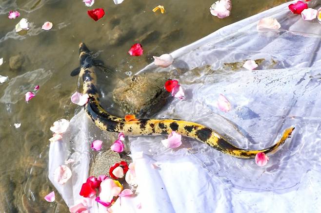 자연으로 돌아가는 황금장어