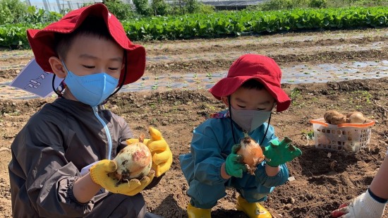 땅속 보물찾기 탐험대 프로그램에 참가한 어린이들이 채소를 수확하고 있다.[대구가톨릭대 영천시어린이급식관리지원센터 제공]