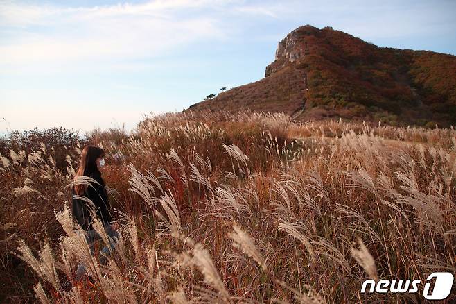 경남 산청 황매산의 가을 진객 억새가 햇살을 받아 황금빛으로 일렁이고 있다. (산청군 제공) 2020.10.22/뉴스1