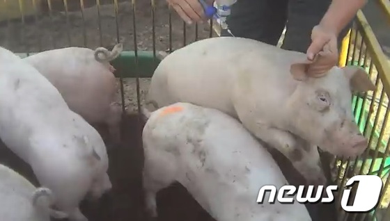 항생제를 맞는 돼지 (유튜브 영상 캡처) © News1