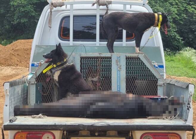지난 7월 경기도 용인시의 한 사육장에서 탈출했다 포획된 반달곰의 모습. /용인시