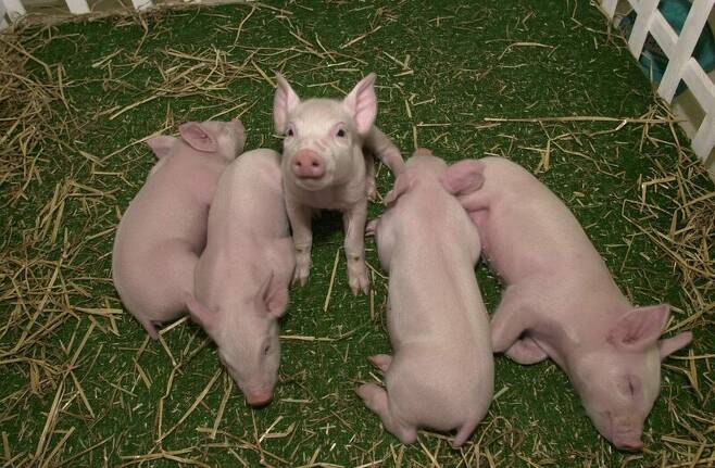 장기이식 실험 연구에 사용된 유전자 편집 돼지 ‘갈세이프’. 리리비코어 제공