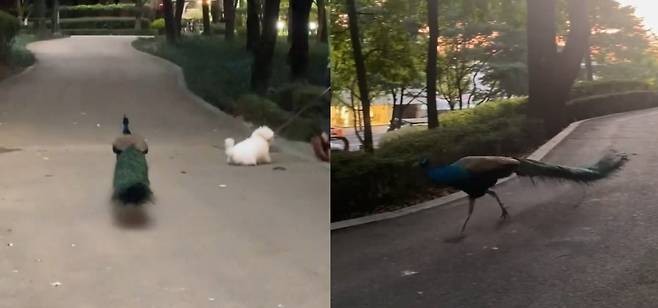 BIGBANG Sun found a peacock during a walk, and summoned SBS current affairs program This is the world of capture.The sun left Eng? What is it? on his instagram on the 20th, and also caught the eye by releasing a video of a peacock.The peacock in the video is running with its long tail; it appears the sun accidentally encountered the peacock on the side of the road.The duke, the gangbang ball (suddenly the mood peacock), the moment capture, this is the world, the TV animal farm, the Sun added, adding the hashtag.When I see a peacock that can not be easily encountered in the city center, it seems to express my strange and amazing mind.The netizens are responding that they are strange to the posts of the sun. Especially, one of the netizens commented that he is the production team of SBS This is the world.Do you remember where the park you saw the work? Were going to the scene. I want to cover it if you share it.I would appreciate it if you reply, he said.The sun then replied, Is it a real production team? And Namsan Dulle Road. This netizen, who is supposed to be a production team, also sent a business card.Friend, who is often seen in Namsan, is probably Dodo, he said. It is a famous pet duke. Dodora is a friend, but it is difficult to cover it, he added. I would like to ask you to report a lot of fun and strange things in the future.In the meantime, the actual owner of the peacock also appeared.The peacock owner, who runs the ticktok and YouTube channel The Uncle under the name of The Uncle, said, I will tell you in advance that I will suffer from it.Sun married actor Min Hyo-rin in February 2018 after three years of devotion; the couple recently announced their second-year pregnancy after three years of marriage, and are being congratulated and cheered by fans.Min Hyo-rins agency, Plum A & C, did not disclose specific birth dates and fetal gender, saying, Min Hyo-rin wants to give birth quietly.