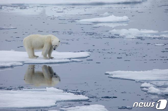 노르웨이 스발바르 제도의 녹고 있는 바다 얼음 위에 북극곰이 서 있다.  ©AFP=뉴스1 © News1