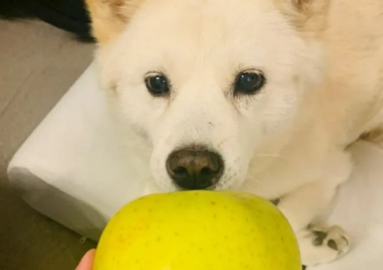 A picture of a person handing an apple to the former Prosecutor General Yoon Seok-youl’s pet dog, Tory, was posted on an Instagram account opened in Tory’s name and managed by Yoon’s camp. Captured from Tory’s Instagram account