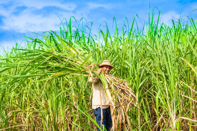 사탕수수밭에서 일하는 중남미 농업 노동자. 게티이미지뱅크