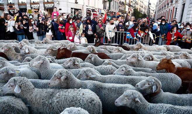 24일 스페인 수도 마드리드에서 겨울이 되면 양치기들이 따뜻한 남쪽으로 가축을 이동시키던 600년 전 풍습을 재현하는 '양떼이동 축제(Fiesta de la Trashumancia)'가 열렸다. 로이터=연합뉴스