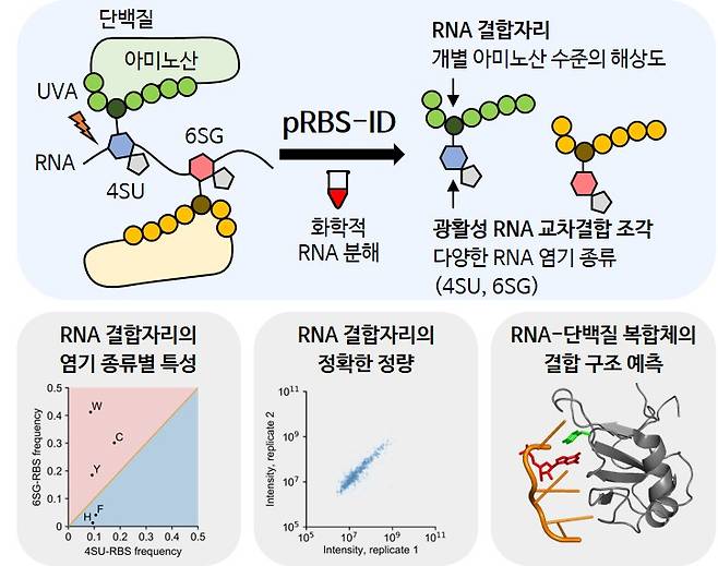 광활성 RNA를 이용한 pRBS-ID 연구 결과 모식도.[IBS 제공]