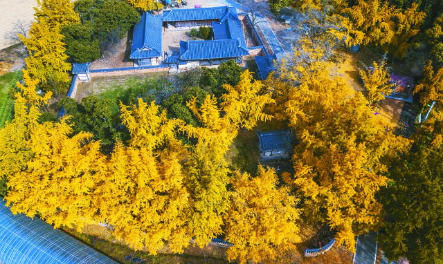 노란 잎과 낙엽으로 늦가을의 서정을 듬뿍 안겨주는 은행나무숲은 화사하고 푸근함을 선사한다. 충남 보령시 청라면 신경섭 가옥.