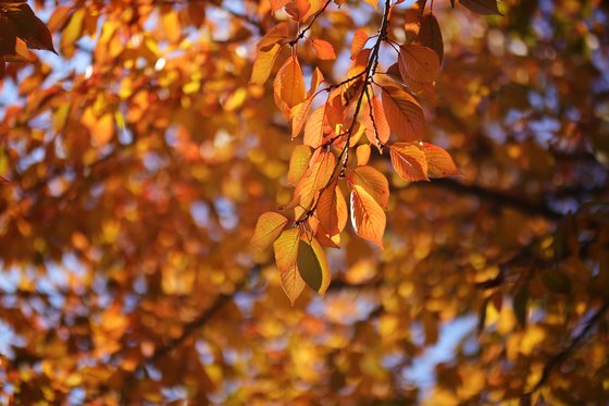 가을바람이 낙엽을 마당에 뿌려 놓았다. 떠날 길을 생각해야 할 우리 나이에 가볍고 홀가분하게 살아야겠다는 생각을 하게 하는 날이다. 미워한 것도, 소망한 것도 반성하며 하루를 마무리한다. [사진 pixabay]
