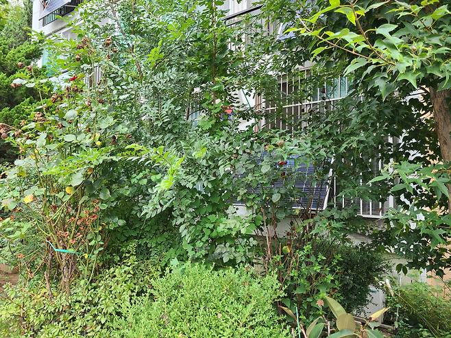 아파트 저층에 설치돼 나무 그늘에 가려진 베란다형 태양광 패널./서울시