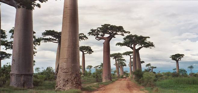 마다가스카르에 살고 있는  '아단소니아 그란디디에리(Adansonia grandidieri)' 종 바오밥 나무./위키미디어