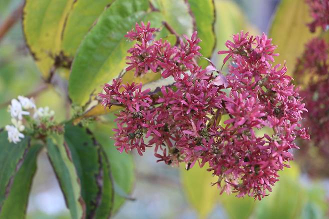 22일 경의선숲길에서 만난 칠자화.