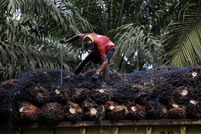 인도네시아 칼리만탄섬 중부 지역 팜오일 농장에서 딴 팜오일 열매를 농부가 트럭에 싣고 있다. 자카르타 포스트 캡처