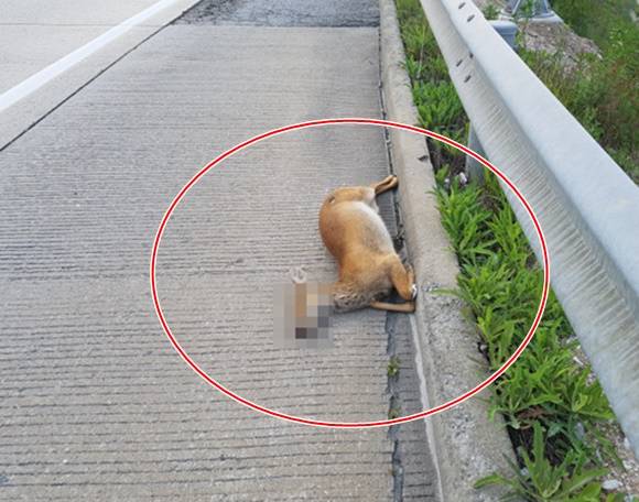 충북 제천시 인근 중앙고속도로에 로드킬된 고라니 사체 모습. 한국도로공사 제공