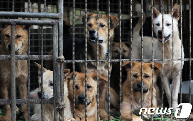 개 사육농장. 우리에 갇혀 있는 개들.  © News1 DB
