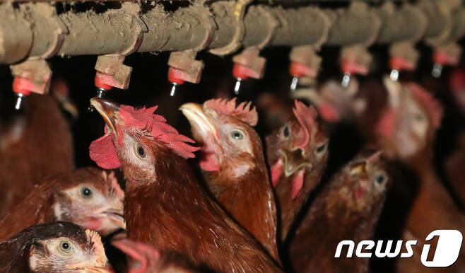 전북 김제시 용지면의 한 양계장에서 더위에 지친 닭들이 물을 마시고 있다. 2018.7.22/뉴스1 © News1 DB