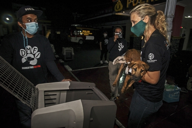 24일(현지시간) 국제동물보호단체 휴메인 소사이어티 인터내셔널(HSI) 관계자가 도살 직전 구조된 개를 케이지에 넣고 있다./AP연합뉴스