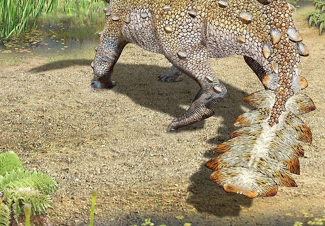 칠레에서 발견된 새로운 갑옷 공룡은 납작한 꼬리에 날카로운 뼛조각 7쌍이 나 위력적인 무기가 된 모습이다. 마우리시오 알바레스 제공.