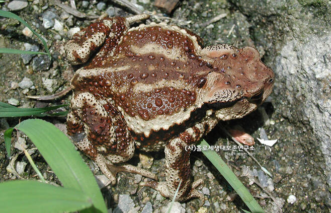 꽃뱀은 두꺼비를 잡아먹어 두꺼비 피부에 든 맹독을 자신의 독으로 활용한다.