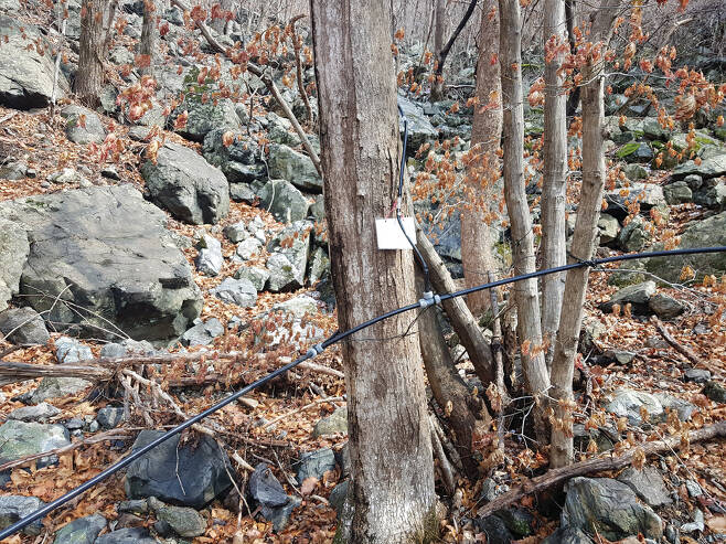 고로쇠 수액 채취용 호스가 연결되어 있는 나무 사진. 최근에는 나무마다 통 하나씩 두고 받지 않고 한 번에 호스로 모아 채취하는 곳이 많다. 사진 남부산림청.