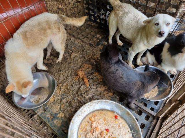 지난달 22일 경기 남양주시에서 발생한 개물림 사고 인근 개농장. 개들이 오물 속에서 사육되고 있다. 카라 제공