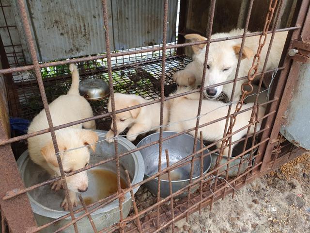 전북 정읍의 개도살장에서 동물보호관리시스템에 올라와 있는 개들이 발견됐다. 동물자유연대 제공