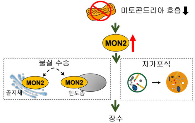 미토콘드리아 돌연변이에서 MON2가 장수를 유도하는 개념도.   미토콘드리아 돌연변이에서 MON2가 골지체와 엔도좀 사이의 물질 수송을 매개하고 자가포식을 향상시켜 장수를 유도한다. 한국과학기술원 이승재 교수 제공