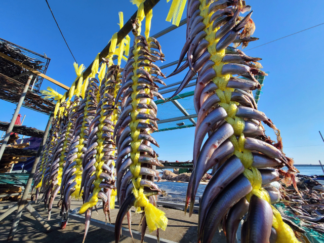 5일 속초항 어판장에서 어민들이 끈으로 엮어 걸어놓은 양미리가 화창한 날씨에 말라가고 있다. /속초=연합뉴스